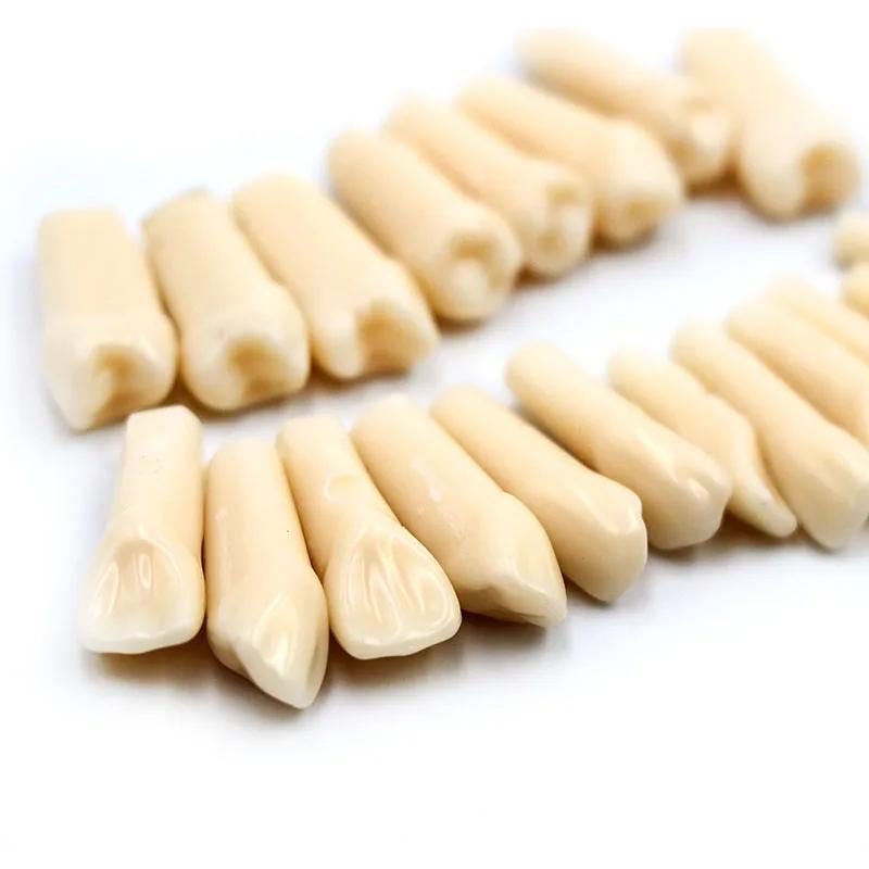 28 / ġ ùķ̼ ġ ġ   Simulated Teeth Grain Model